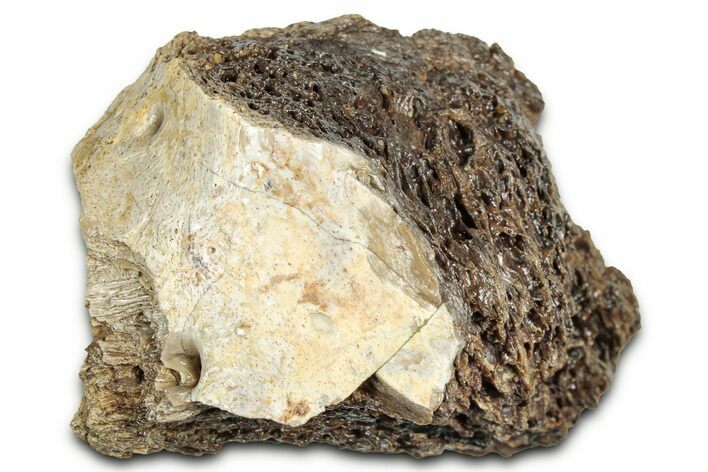 Fossil Tyrannosaur (T rex) Bone Section - Wyoming #328683